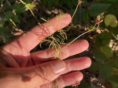 Trepocarpus aethusae