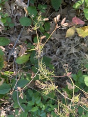 Trepocarpus aethusae