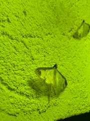 Eulepte alialis