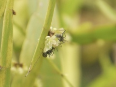 Camponotus