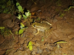 Lithobates magnaocularis