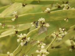 Camponotus