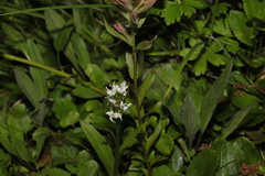 Platanthera dilatata