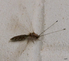 Ululodes macleayanus