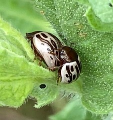 Zygogramma heterothecae