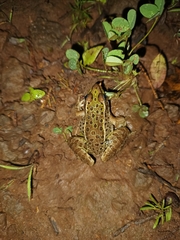 Lithobates magnaocularis