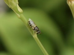 Stratiomyini