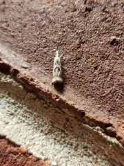 Microcrambus elegans