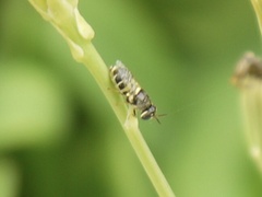 Stratiomyini