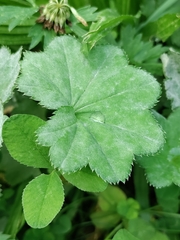 Alchemilla subcrenata