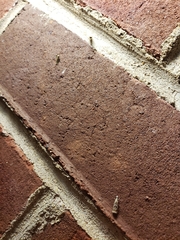 Microcrambus elegans