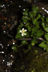 Parnassia fimbriata