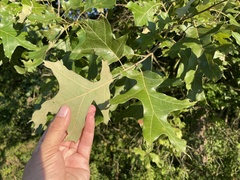 Quercus falcata