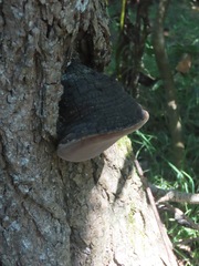 Phellinus