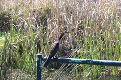 Microcarbo melanoleucos