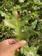 Quercus falcata