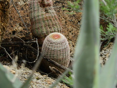 Echinocereus pectinatus pectinatus