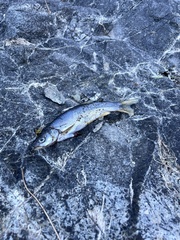 Ptychocheilus umpquae