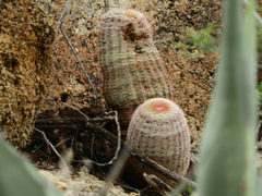 Echinocereus pectinatus pectinatus