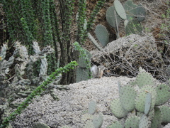 Ammospermophilus interpres