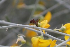 Camponotus aurocinctus