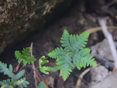 Notholaena standleyi