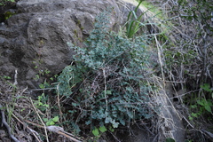 Pellaea myrtillifolia