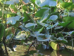 Nuphar polysepala