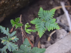 Notholaena standleyi