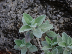 Buddleja marrubiifolia