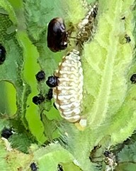 Zygogramma heterothecae