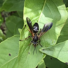 Tachytes guatemalensis