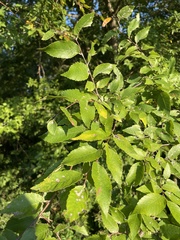 Ulmus alata