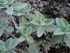 Buddleja marrubiifolia