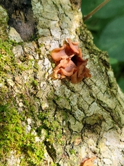 Phaeotremella foliacea