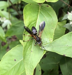 Tachytes guatemalensis