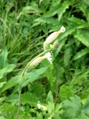Silene latifolia alba