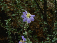 Setchellanthus caeruleus