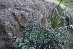 Pellaea myrtillifolia