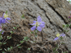 Setchellanthus caeruleus
