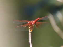 Sympetrum illotum