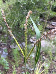 Tripsacum lanceolatum