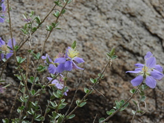 Setchellanthus caeruleus