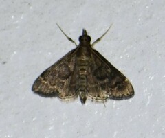 Steniodes declivalis