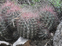 Hamatocactus hamatacanthus