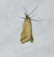 Microtheoris vibicalis