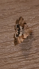 Heliothis phloxiphaga
