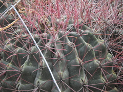 Hamatocactus hamatacanthus