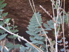 Myriopteris lindheimeri