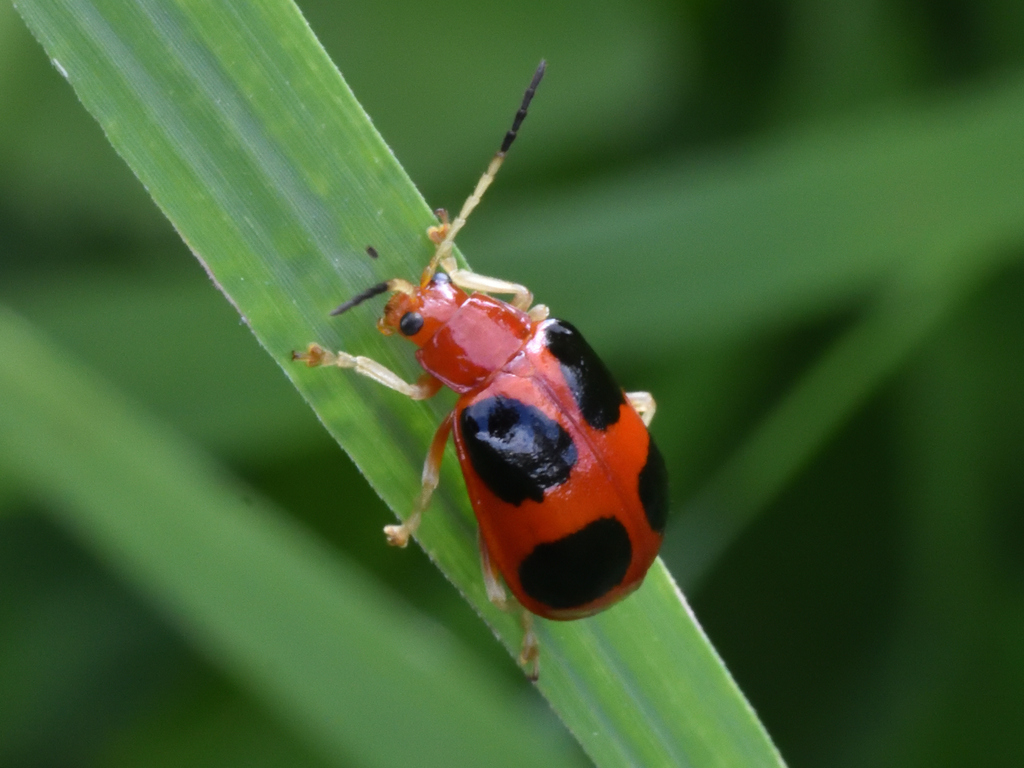 Isotes tetraspilota